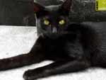 Free cat photos