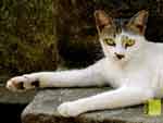Free cat wallpapers