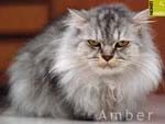 Free cat photos