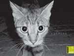 Free cat images
