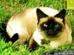 Free cat Photos