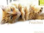 Free cat image