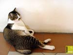 Free cat image