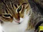 Free cat photo