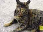 Free cat photo