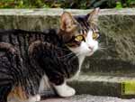 free cat photos