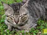 closed eye cat