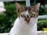 staring cat