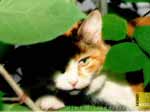Free cat photo