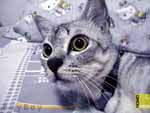 Free cat gallery