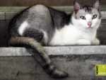 free cat photo