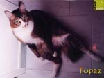 Free cat gallery