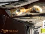 Free cat photo