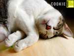 Cookie