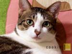 Free cat photo _ Cookie