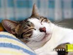 Cookie asleep