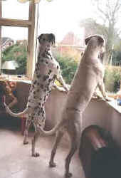 Annabel and Bailey at the window