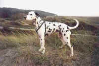 Annabel