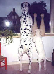 Annabel and Bailey as a pup at the window