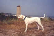 Bailey