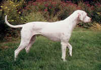 Bailey a Lemon Dalmatian