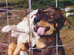 Vegas and Cabu