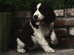 pup