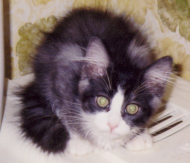 baby Currie