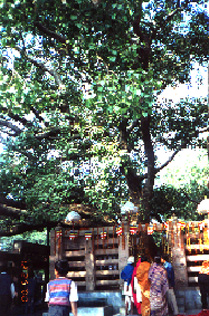 Buddha attained enlightenment under this tree 2500 years ago