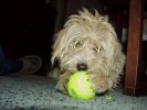 xball4.jpg (4863 bytes)