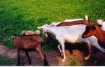 xgoat01.jpg (6057 bytes)