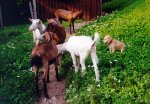 xgoat04.jpg (7103 bytes)