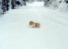 xsnow02.jpg (2484 bytes)
