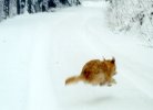 xsnow05.jpg (2669 bytes)