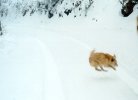 xsnow06.jpg (2644 bytes)