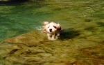 xswim01.jpg (12556 bytes)