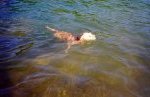 xswim05.jpg (4513 bytes)