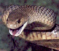 Eastern brown snake