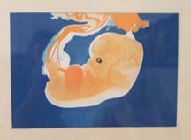Encyclopedia Embryo