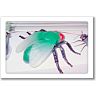 Ezekiel the Fly