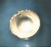 fermium
