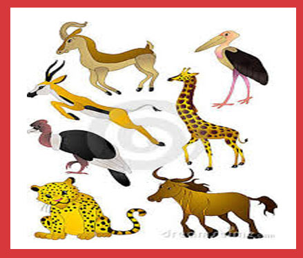 mammals