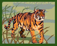 tiger