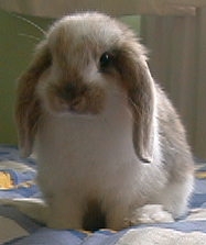 my long lost older brother, Andthe, lives in England with his new family. "hiya bro! come back home!"