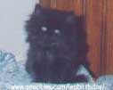 boo! this is Billam, no longer a li'll kitty! Billam's owner, Gazala, who apparently loves mystery, hasn't yet discovered the gender of this beautiful li'l black beauty, and ofcourse, Leo's got all his furry paws crossed that it's a female! wonder why?