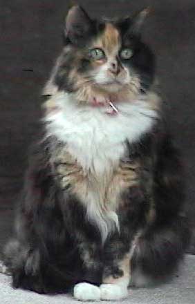la feline kittita --Chia Banana, my Canadian counterpart and great mentor lives wid her mommy Tammy and doggy brothers Toker and Blaze.. "thanx n purrs Chia"