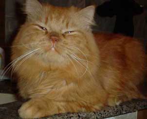 ...Birthday, Leo Birthday (in all my glory) >^..^<