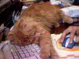 hope u like my site, yes i made it myself... that's me taking a nap while making it!