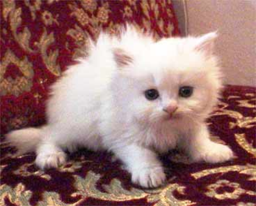 Mew... READY TO RUMBLE!!!