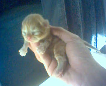 click on pic to go to the kitten shop page and see more pics